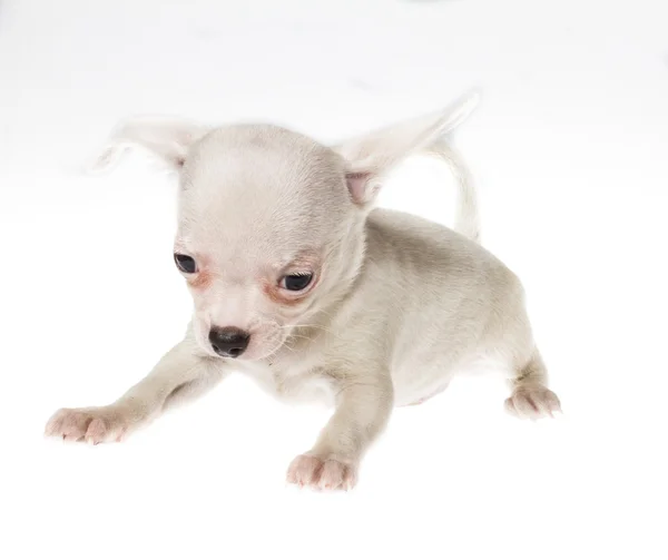 흰색 바탕에 재미 있는 강아지 치와와 포즈 — 스톡 사진