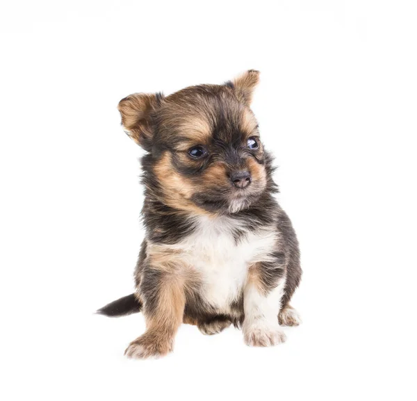 白い背景の上の面白い子犬チワワ ポーズ — ストック写真