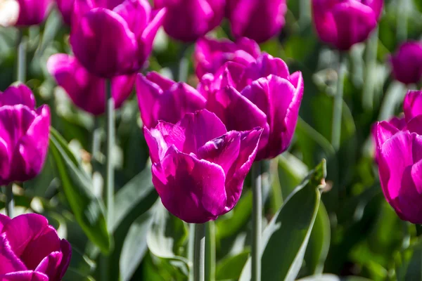 Tulipas ao sol da primavera — Fotografia de Stock