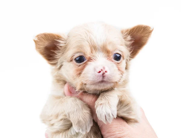 Filhote de cachorro engraçado Chihuahua posa em um fundo branco — Fotografia de Stock