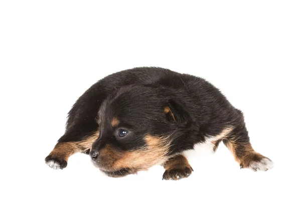 Cachorro divertido Chihuahua posa sobre un fondo blanco —  Fotos de Stock