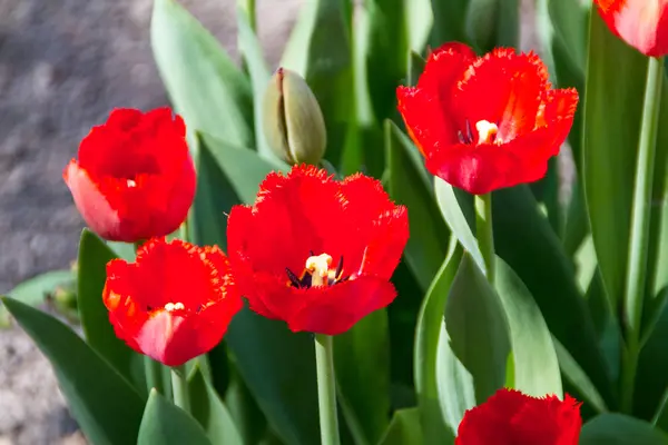 Tulipes au soleil printanier — Photo