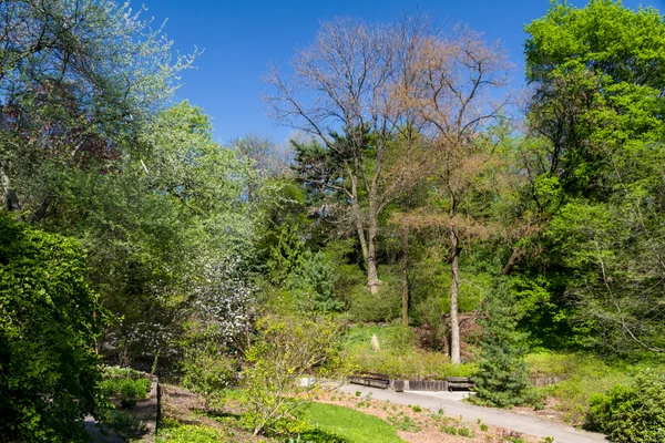 Zomer park, bomen — Stockfoto