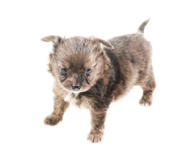 Cachorro divertido Chihuahua posa sobre un fondo blanco —  Fotos de Stock