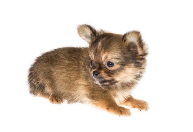 komik köpek chihuahua pozlar beyaz zemin üzerine