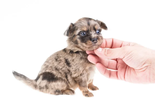 Vicces kölyök chihuahua jelent meg fehér háttéren — Stock Fotó