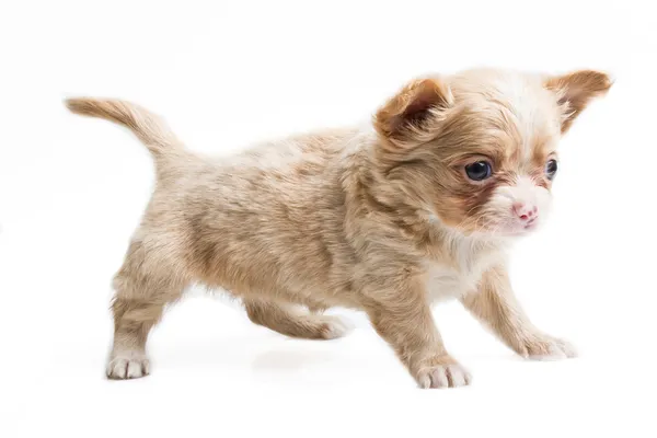 Cachorro divertido Chihuahua posa sobre un fondo blanco — Foto de Stock