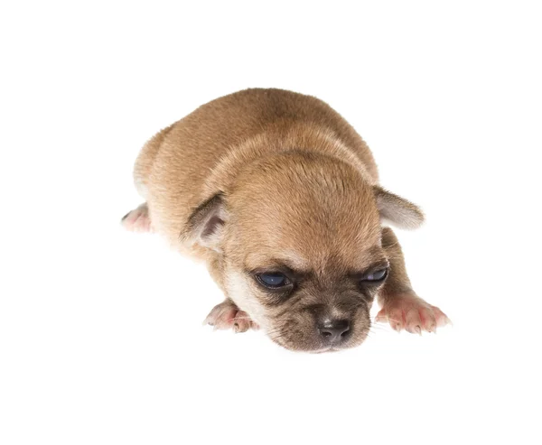 Cachorro divertido Chihuahua posa sobre un fondo blanco —  Fotos de Stock