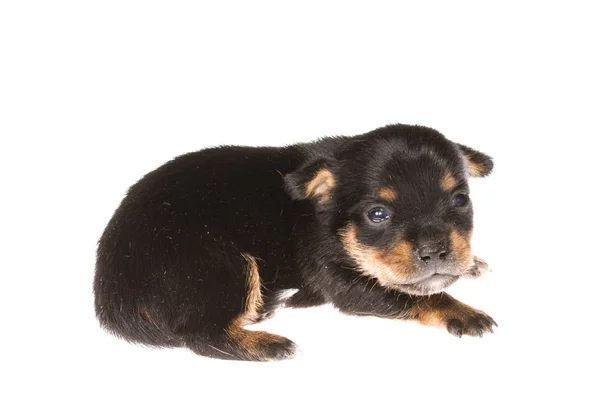 Filhote de cachorro engraçado Chihuahua posa em um fundo branco — Fotografia de Stock