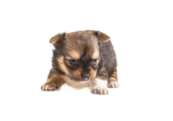 Cachorro divertido Chihuahua posa sobre un fondo blanco —  Fotos de Stock