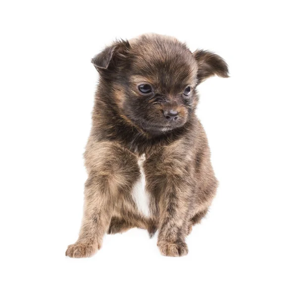 Legrační štěně čivava pózy na bílém pozadí — Stock fotografie