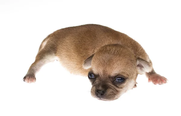 Filhote de cachorro engraçado Chihuahua posa em um fundo branco — Fotografia de Stock