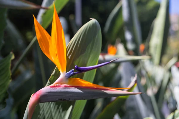 Strelitzia reginae- flor Ave del Paraíso —  Fotos de Stock