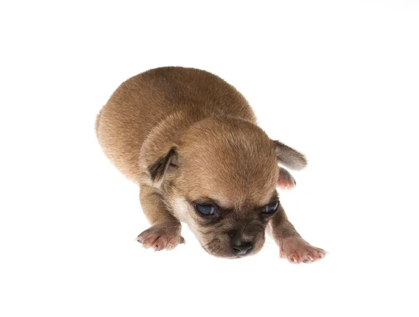 Cachorro divertido Chihuahua posa sobre un fondo blanco —  Fotos de Stock