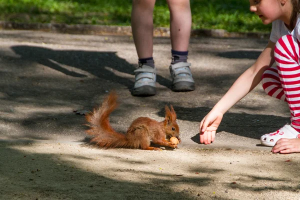 Red Eurasian squirrel — Stock Photo, Image