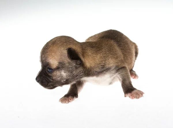 Chiot drôle Chihuahua pose sur un fond blanc — Photo