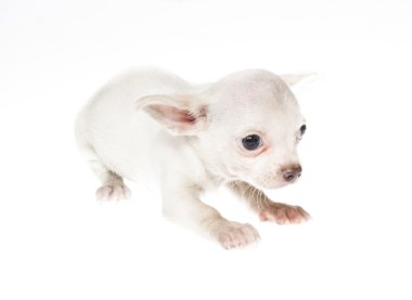 komik köpek chihuahua pozlar beyaz zemin üzerine
