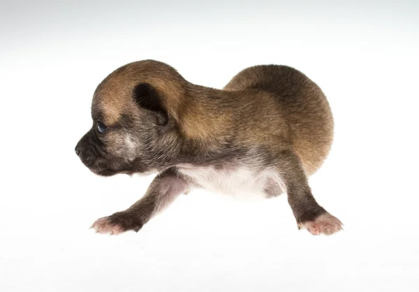 Filhote de cachorro engraçado Chihuahua posa em um fundo branco — Fotografia de Stock