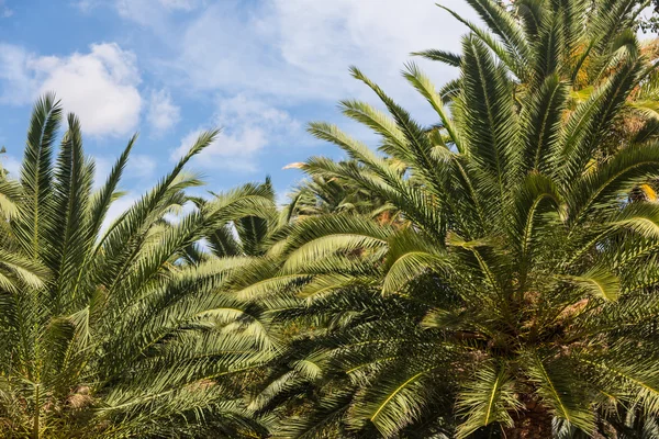 Parque en Santa Cruz Tenerife — Foto de Stock