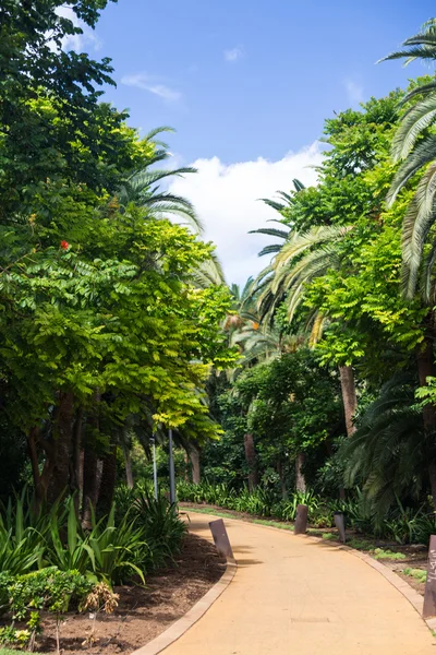 Parque em Santa Cruz Tenerife — Fotografia de Stock