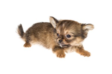 komik köpek chihuahua pozlar beyaz zemin üzerine
