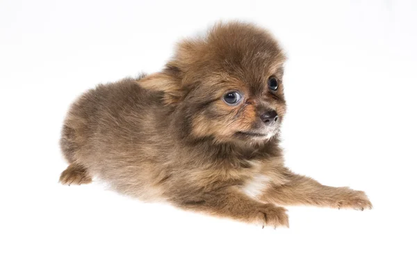 Funny puppy Chihuahua poses on a white background — Stock Photo, Image