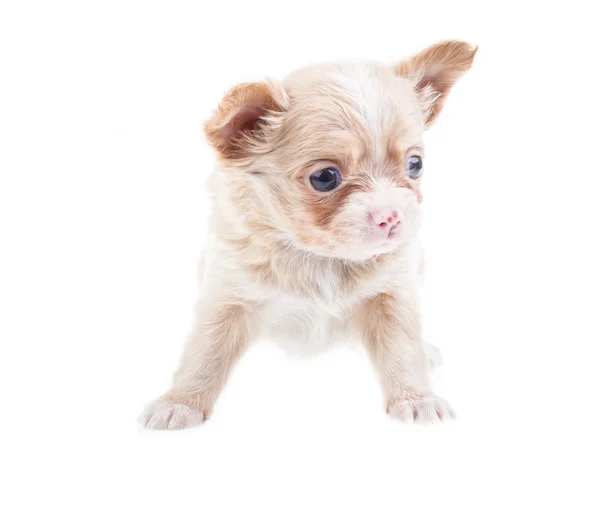 Funny puppy Chihuahua poses on a white background — Stock Photo, Image