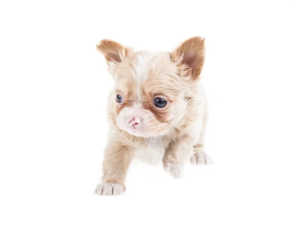 Cachorro divertido Chihuahua posa sobre un fondo blanco — Foto de Stock