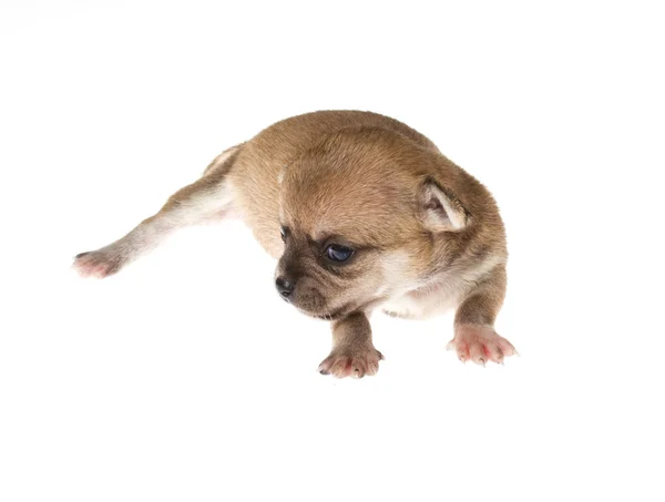 Grappige pup chihuahua houdingen op een witte achtergrond — Stockfoto