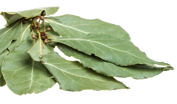 Aromatic Bay leaves (laurel) isolated over white background — Stock Photo, Image