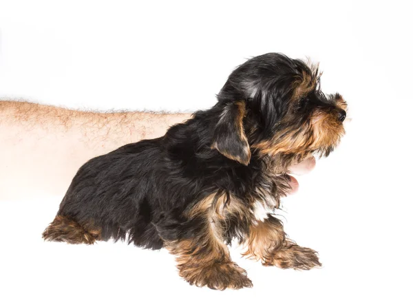 Valp yorkshire terrier på den vita bakgrunden — Stockfoto