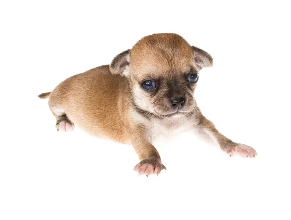 Cachorro divertido Chihuahua posa sobre un fondo blanco — Foto de Stock