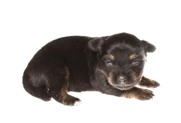 Chiot drôle Chihuahua pose sur un fond blanc — Photo