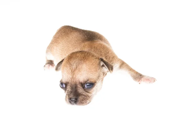 Cachorro divertido Chihuahua posa sobre un fondo blanco — Foto de Stock