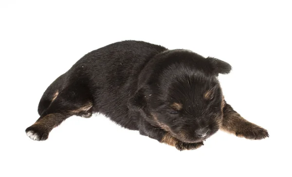 Cachorro divertido Chihuahua posa sobre un fondo blanco — Foto de Stock