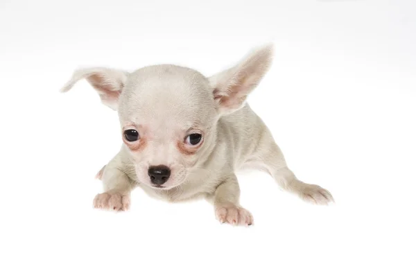 Divertente cucciolo Chihuahua posa su uno sfondo bianco — Foto Stock