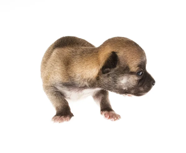 Lustiger Welpe Chihuahua posiert auf weißem Hintergrund — Stockfoto