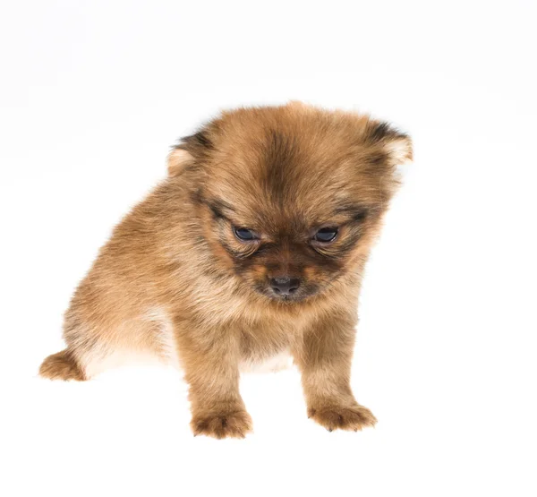 Chiot drôle Chihuahua pose sur un fond blanc — Photo