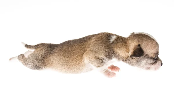 Filhote de cachorro engraçado Chihuahua posa em um fundo branco — Fotografia de Stock