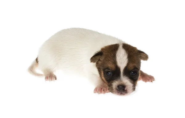흰색 바탕에 재미 있는 강아지 치와와 포즈 — 스톡 사진