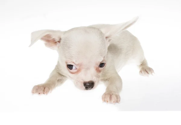 Filhote de cachorro engraçado Chihuahua posa em um fundo branco — Fotografia de Stock