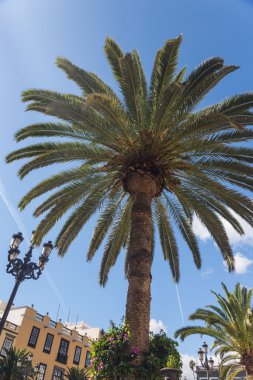 Şehir las palmas de gran canaria, İspanya