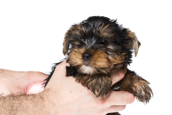 Cachorro yorkshire terrier en el fondo blanco — Foto de Stock