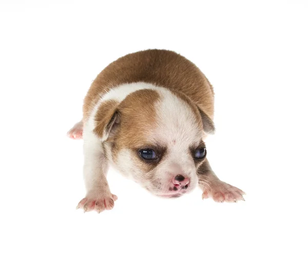 Cachorro divertido Chihuahua posa sobre un fondo blanco — Foto de Stock