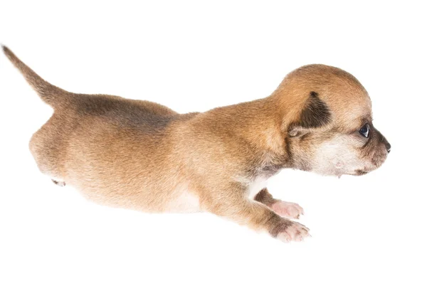 Filhote de cachorro engraçado Chihuahua posa em um fundo branco — Fotografia de Stock