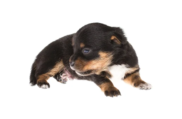 Lustiger Welpe Chihuahua posiert auf weißem Hintergrund — Stockfoto