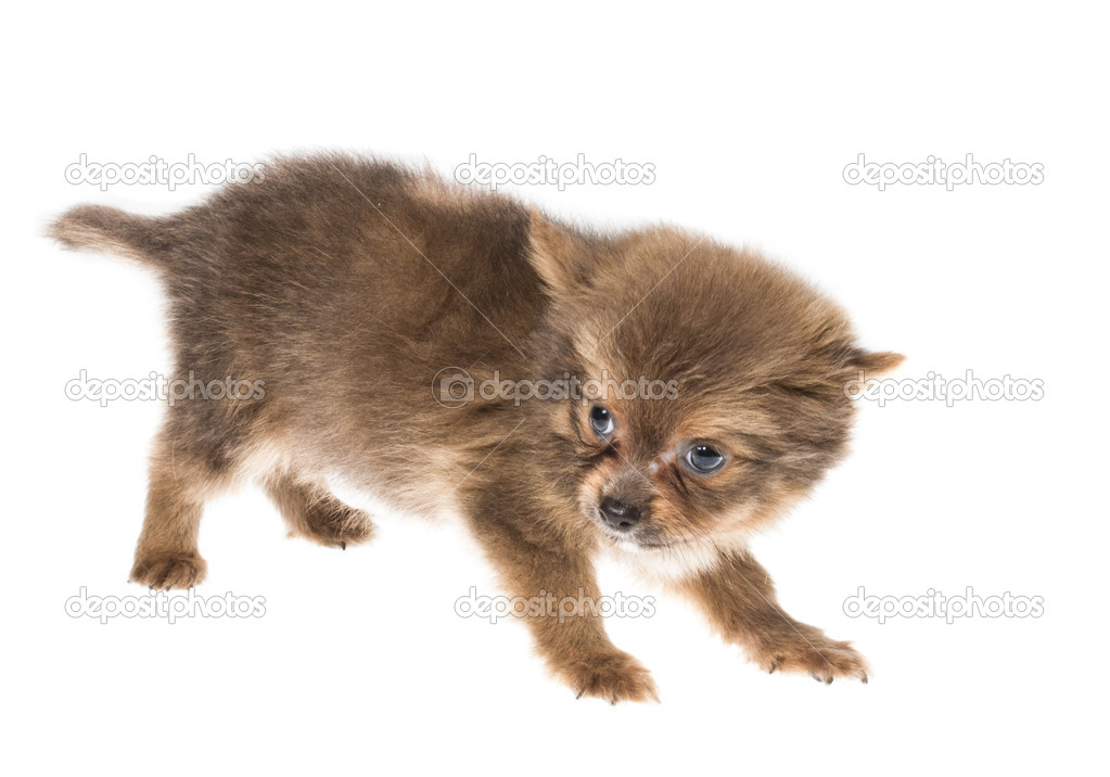 Drôle De Petit Chien Chihuahua Poses Sur Fond Blanc
