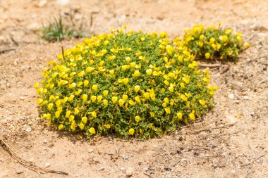 lisbon, por yakınındaki fırtınalı havalarda Atlas Okyanusu kıyısındaki Beach