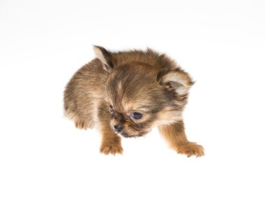 komik köpek chihuahua pozlar beyaz zemin üzerine