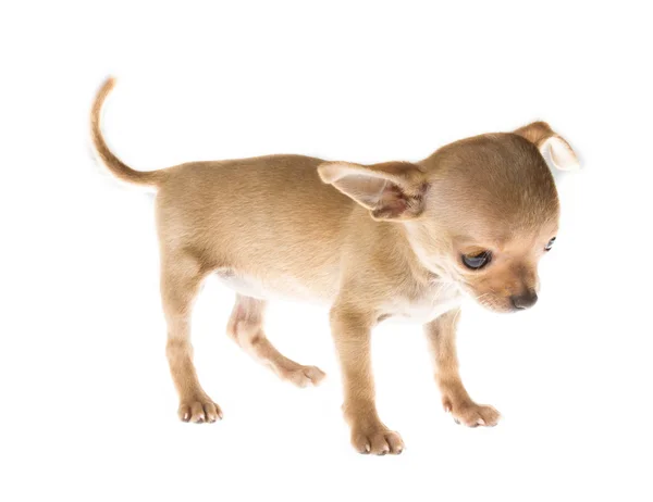 Divertente cucciolo Chihuahua posa su uno sfondo bianco — Foto Stock